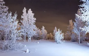 Download Winter Wallpaper Wallpaper