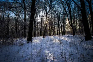 Download Winter Wallpaper Wallpaper