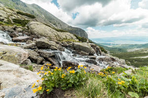 Download Yellow Flowers And Mountain Waterfall In Pure Nature Free Stock Photo Wallpaper