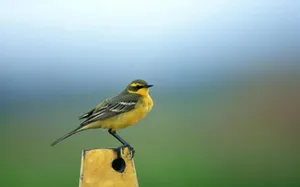Download Yellow Wallpaper Wallpaper
