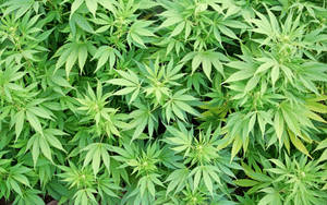 Dozen Of Cannabis Wallpaper