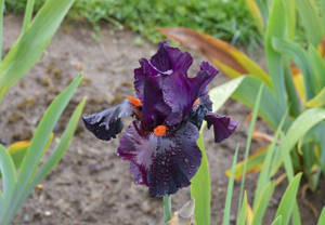 Dracula's Kiss Bearded Iris Flower Wallpaper