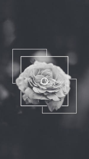 Dramatic Rose Dark Grey Iphone Wallpaper