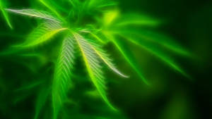 Dreamy Cannabis Weed Wallpaper