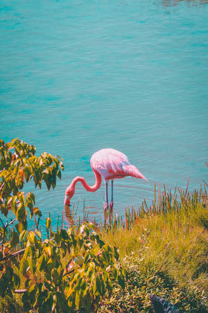Dreamy Flamingo Pond Wallpaper
