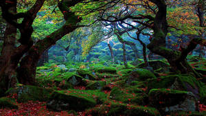 Dreamy Forest Scenery Wallpaper