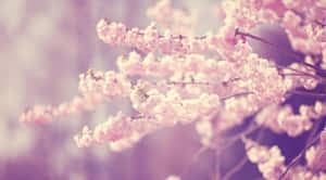 Dreamy Sakura Blossoms Wallpaper