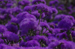 Dreamy Vibe Blue And Purple Desktop Wallpaper Wallpaper