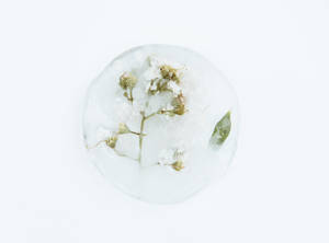 Dried Flowers In White Background Wallpaper