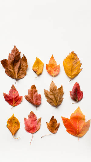 Dried Leaves In Autumn Phone Wallpaper