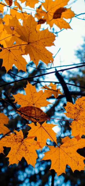 Dried Leaves Of Cute Autumn Iphone Wallpaper