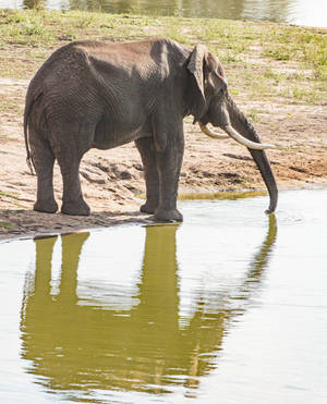 Drinking Elephant Iphone Wallpaper