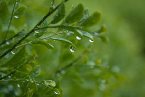 Dripping Green Leaves Wallpaper