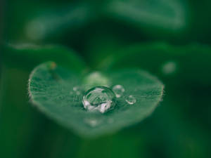 Droplets Of Dew Glisten On A Green Leaf Wallpaper