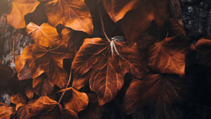 Dry Brown Maple Leaves Wallpaper
