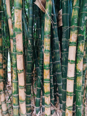 Drying Bamboo Poles Wallpaper