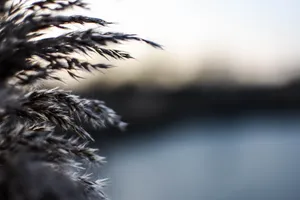 Dslr Blur Gray Leaves Wallpaper