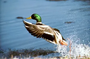 Duck Catching Fish For Duck Hunting Desktop Wallpaper