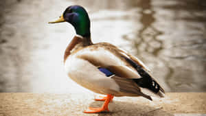 Duck Standing On Ledge Duck Hunting Desktop Wallpaper