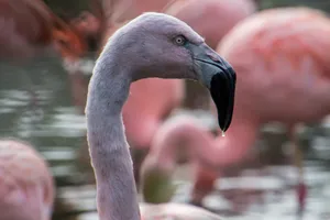 Dull Flamingo Head Wallpaper