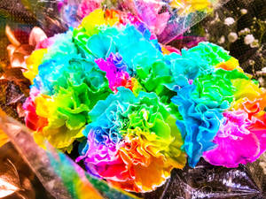 Dyed Carnation Flowers Wallpaper