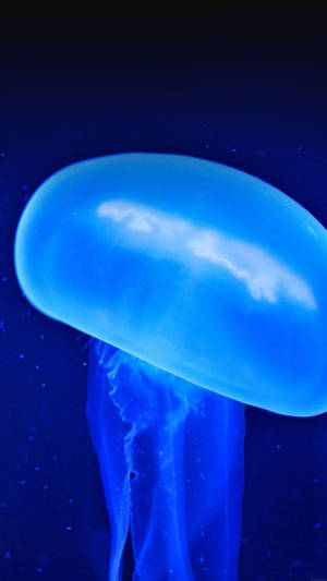 Dynamic Blue Moving Jellyfish Wallpaper