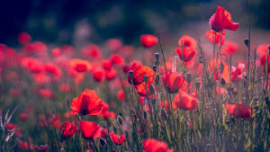 Dynamic Red Poppy Flowers Background Wallpaper