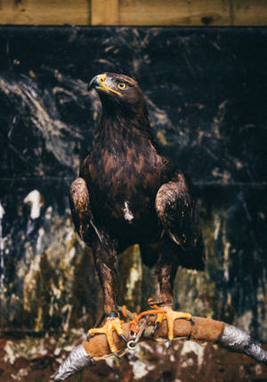 Eagle At A Zoo Wallpaper
