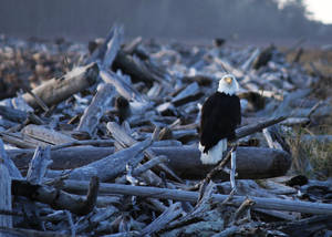 Eagle Bird And Logs Wallpaper