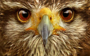 Eagle Bird Face Wallpaper