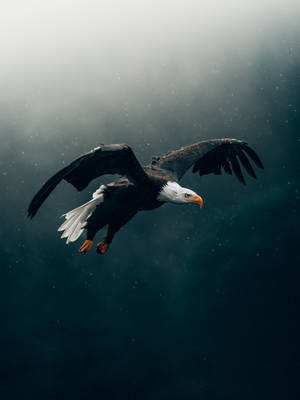 Eagle Bird In Dark Green Sky Wallpaper