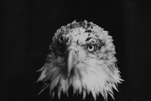 Eagle Black And White Wallpaper