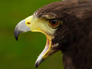 Eagle Close-up Headshot Wallpaper