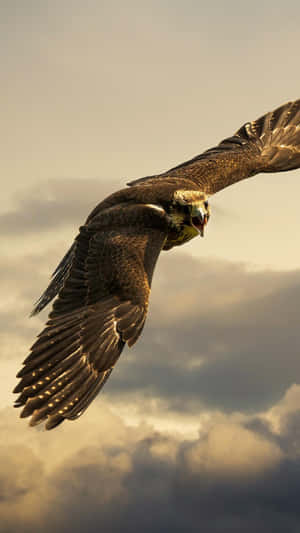 Eagle Flying High Iphone Wallpaper