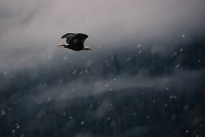 Eagle Flying In Winter Wallpaper