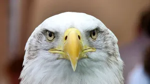 Eagle Front Shot Wallpaper