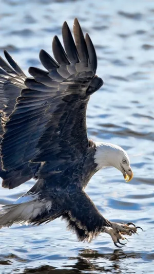 Eagle Hunting Iphone Wallpaper