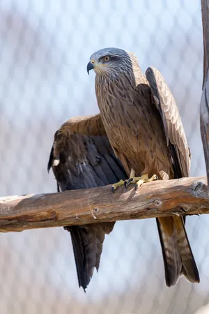 Eagle On A Branch Wallpaper