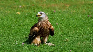 Eagle On Grass Wallpaper