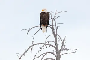 Eagle On High Tree Wallpaper