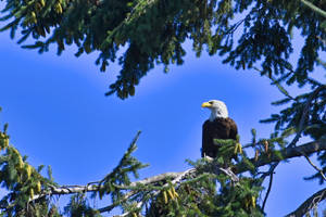 Eagle On Tree Photography Wallpaper