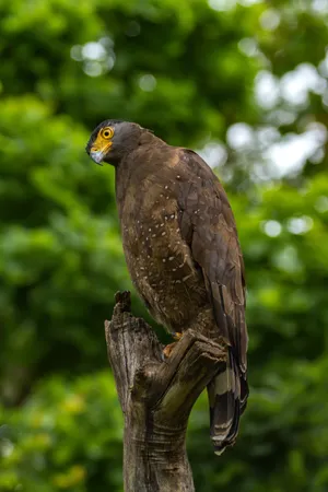 Eagle On Tree Trunk Wallpaper