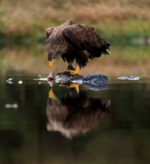 Eagle On Water Photography Wallpaper
