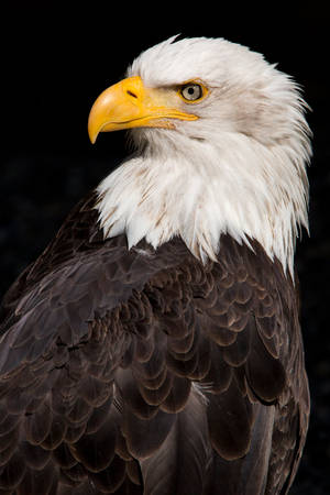 Eagle Portrait Wallpaper