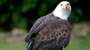 Eagle Powerful Look Wallpaper