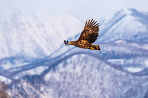 Eagle Soaring Over Mountains Wallpaper
