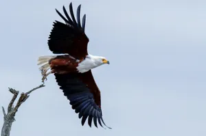 Eagle Stretched Wings Wallpaper