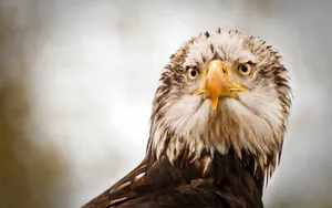 Eagle Studio Shoot Wallpaper