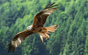 Eagle Wingspan Wallpaper