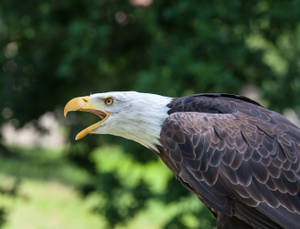 Eagle With Open Beak Wallpaper